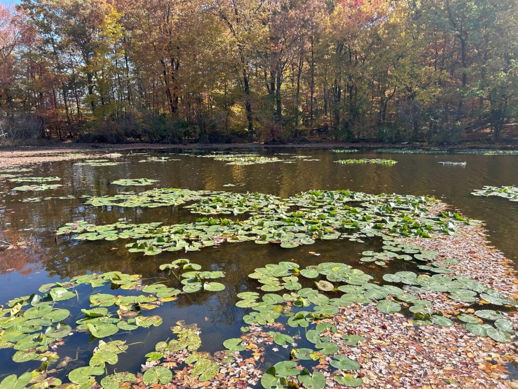 Image of Tenafly Nature Center Lily Pods