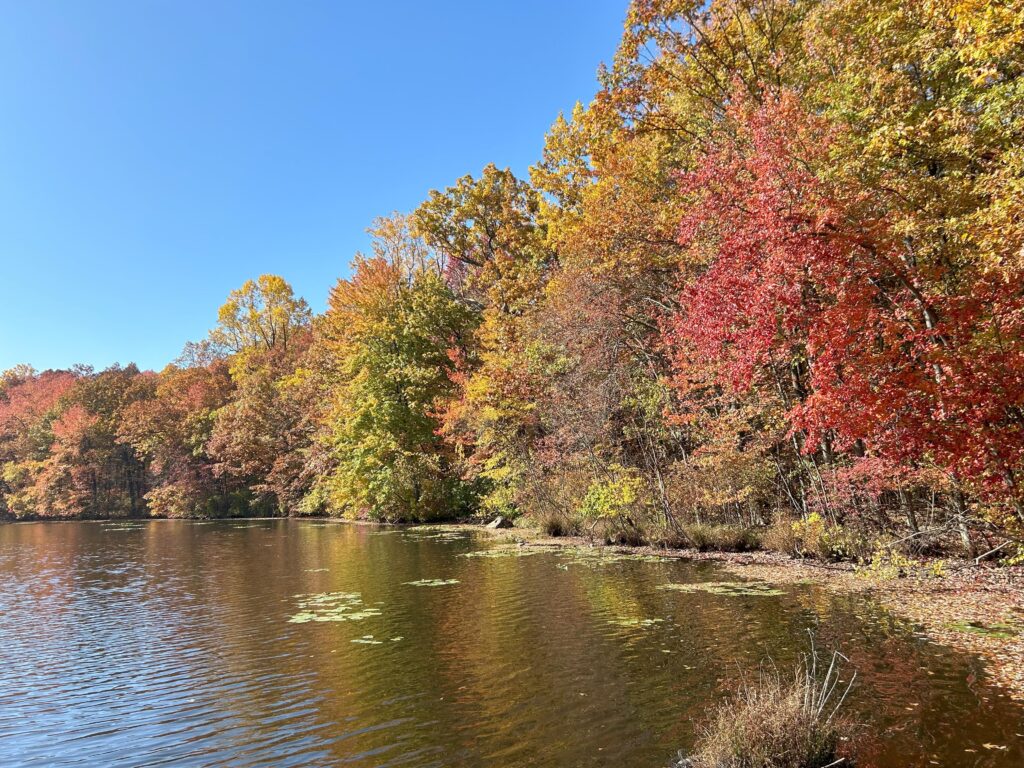 Image of Tenafly Nature Center Pond.